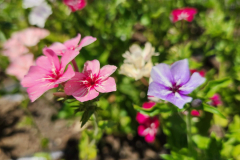 20230721_130945 20230721_130945