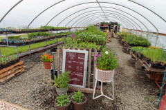 Hollyhock Acres Greenhouse Plant Sale