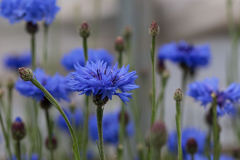 Hollyhock Acres Greenhouse Plant Sale
